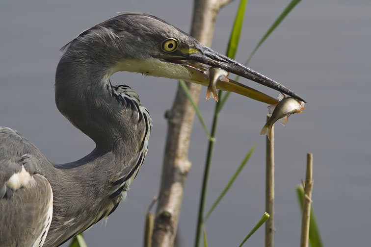 Blauwereiger240807I